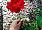 Magisnya Dunia ‘Arti Tere Liye Bahasa India’: Inspirasi Bahasa, Budaya, dan Cinta! Magisnya Dunia ‘Arti Tere Liye Bahasa India’: Inspirasi Bahasa, Budaya, dan Cinta!